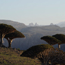 Paul Nevin Socotra Island travel Medicinal powers dragon's blood trees